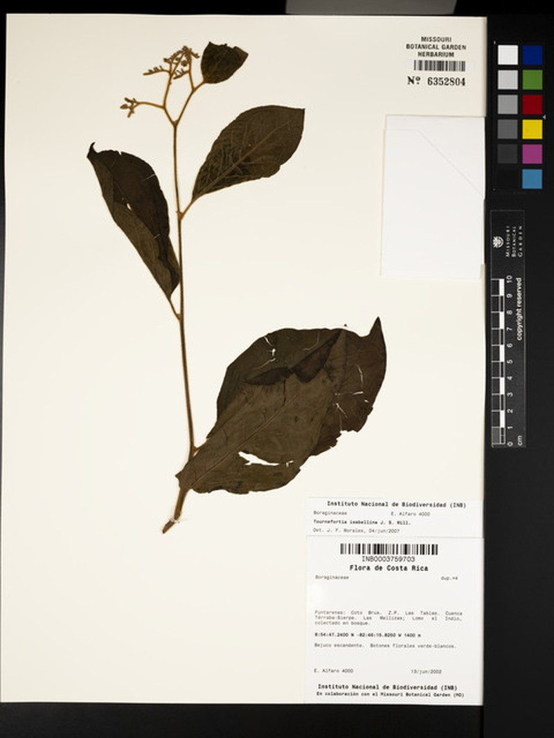 Myriopus isabellinus