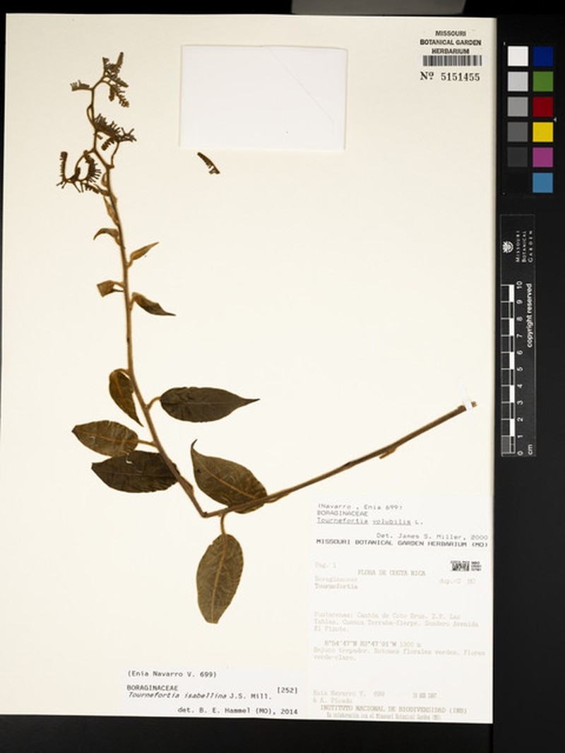 Myriopus isabellinus photo 2