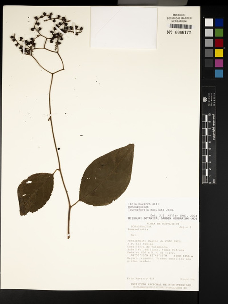 Myriopus isabellinus photo 3