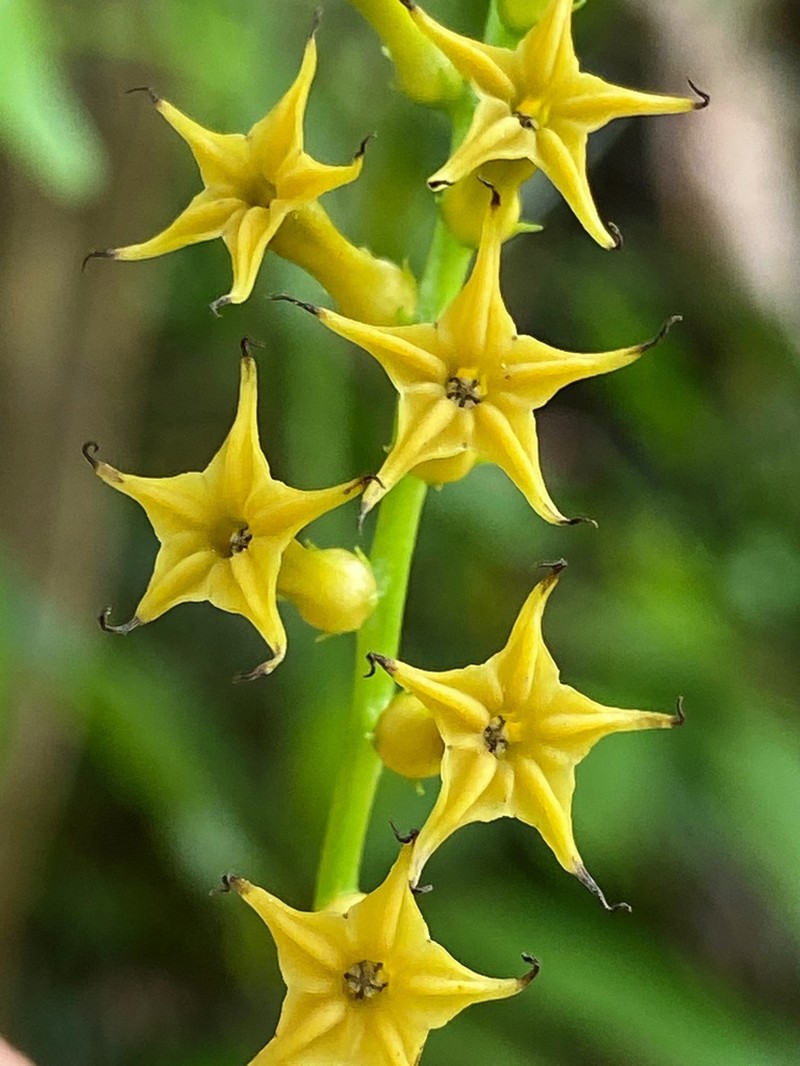 Laurel-Leaf Soldierbush
