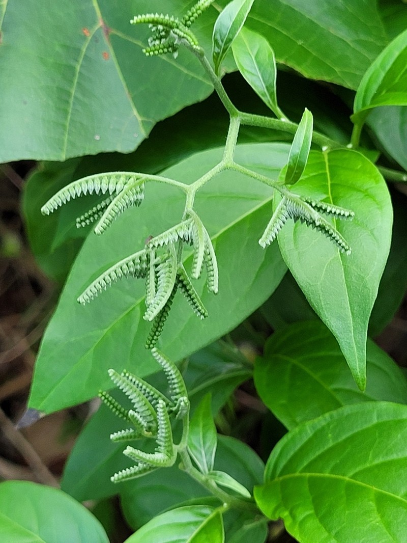 Laurel-Leaf Soldierbush photo 2