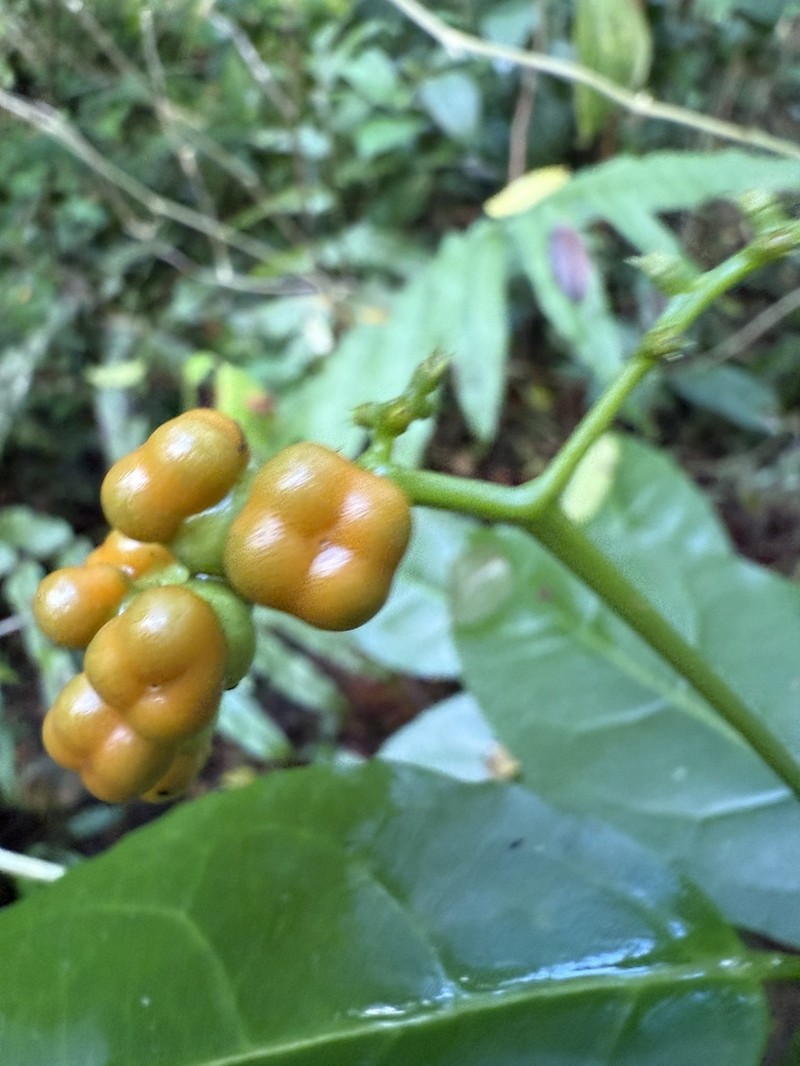 Laurel-Leaf Soldierbush photo 5