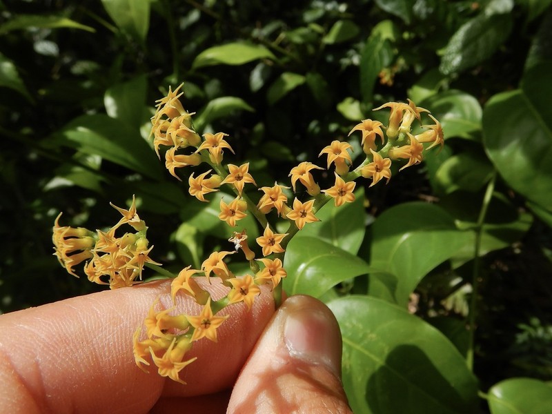 Laurel-Leaf Soldierbush photo 7