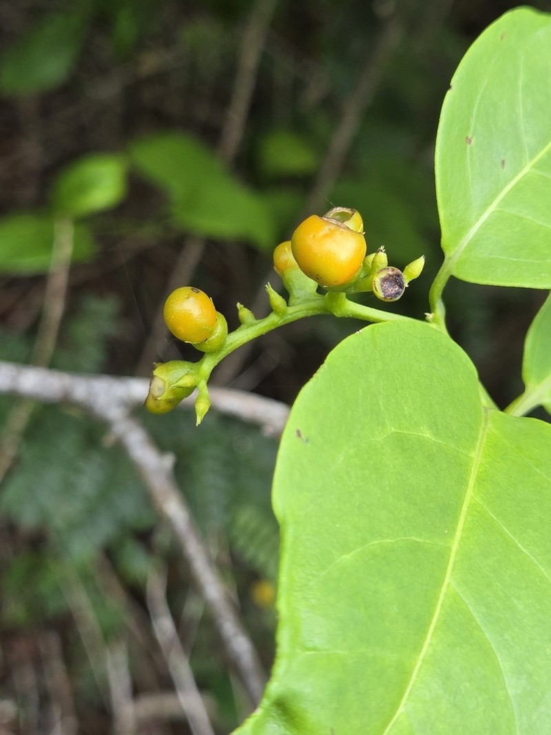 Laurel-Leaf Soldierbush photo 8
