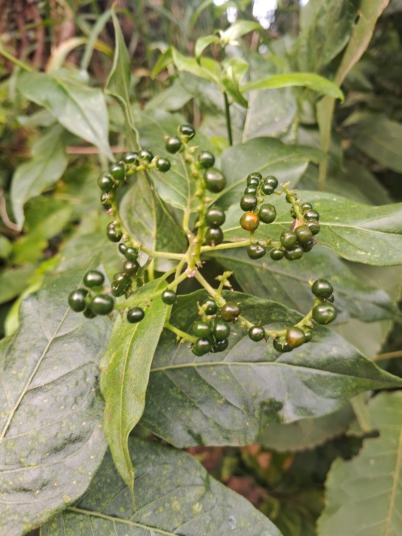 Bejuco De Masa photo 4