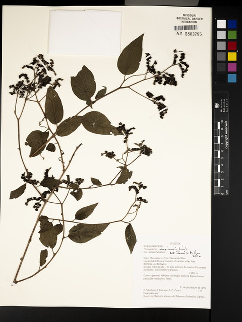 Myriopus mapirensis