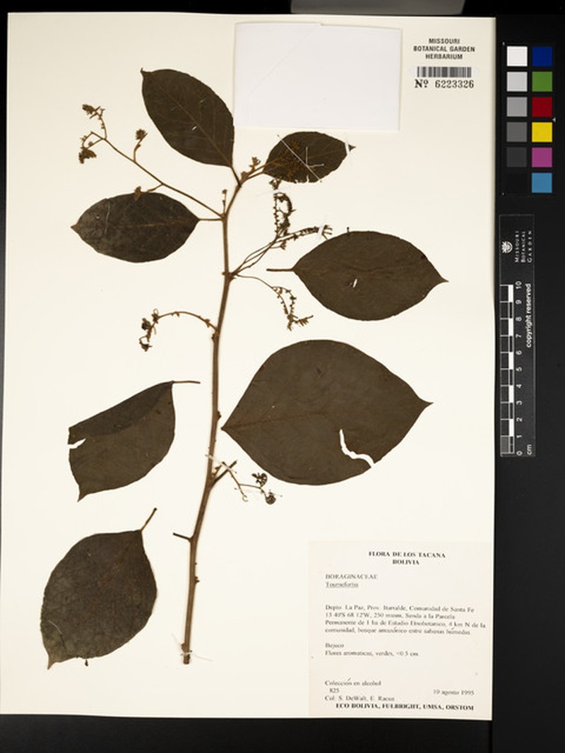 Myriopus mapirensis photo 2