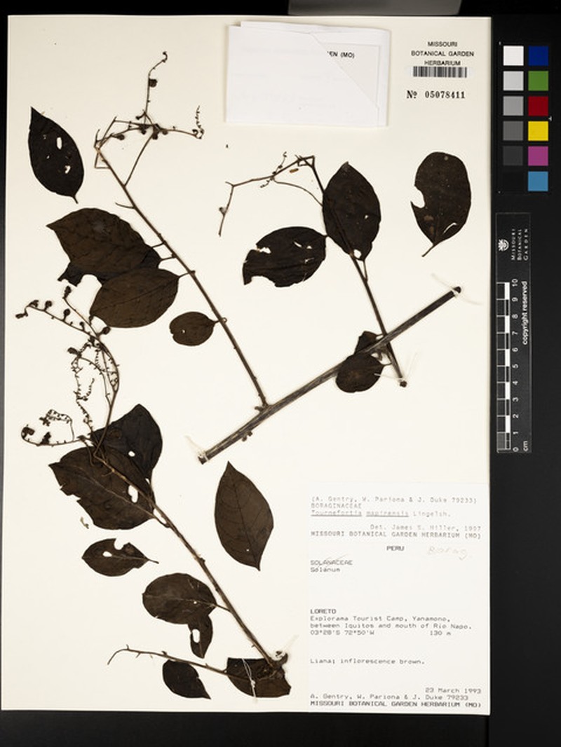 Myriopus mapirensis photo 3