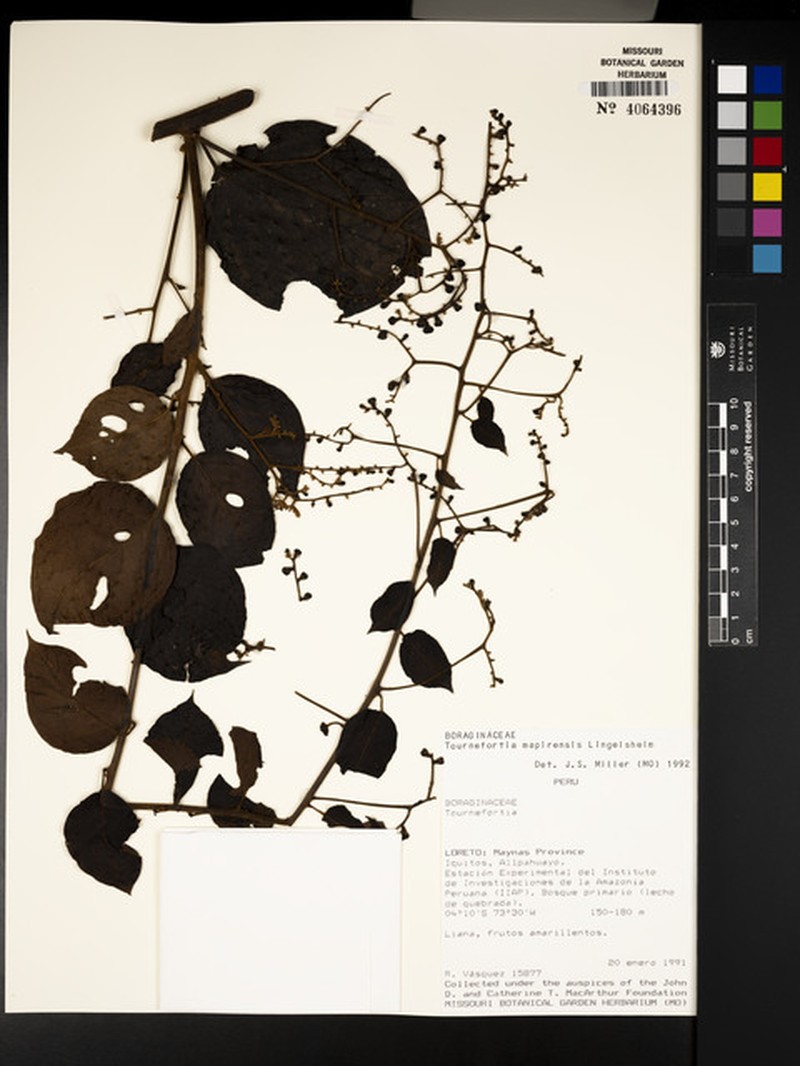 Myriopus mapirensis photo 4