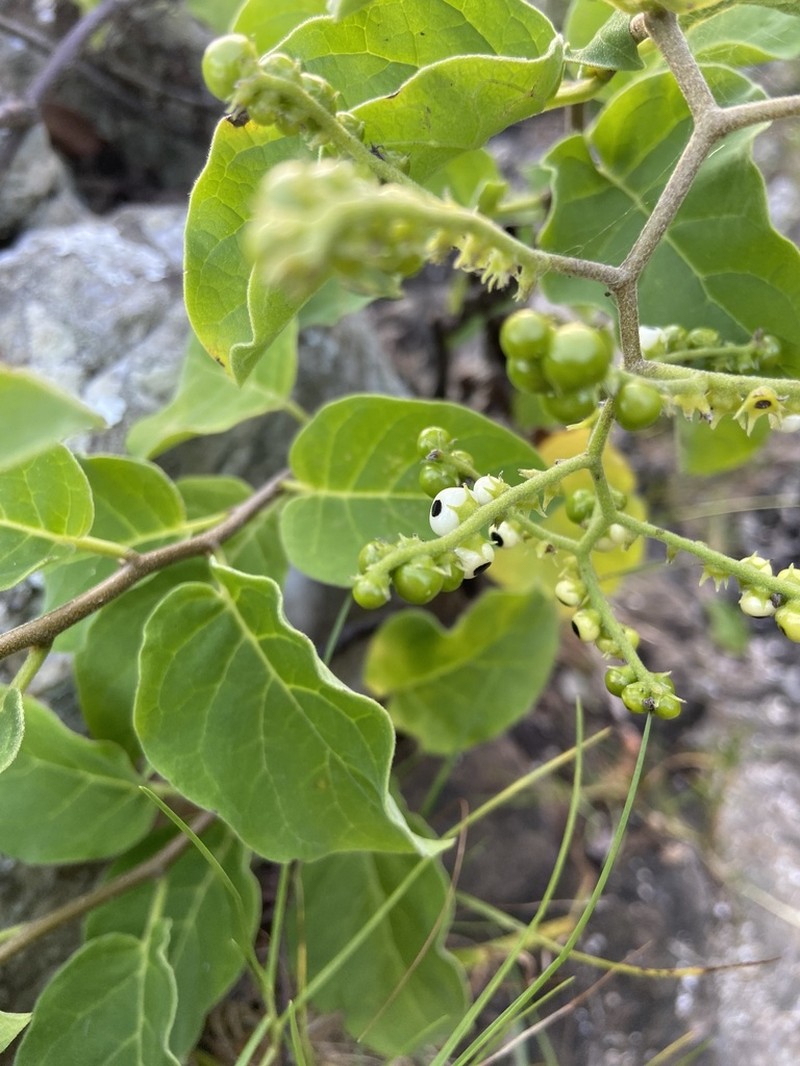 Myriopus membranaceus photo 2