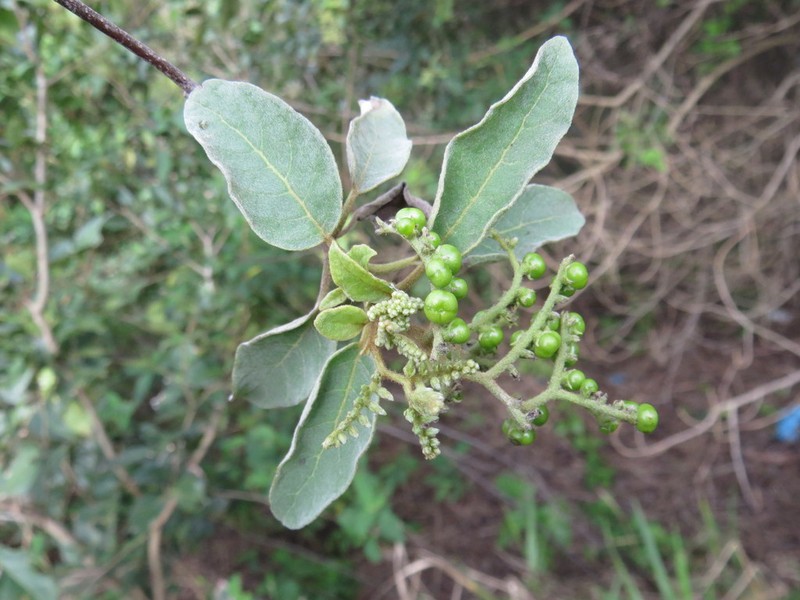 Myriopus membranaceus photo 3