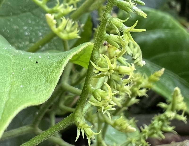 Myriopus membranaceus photo 5
