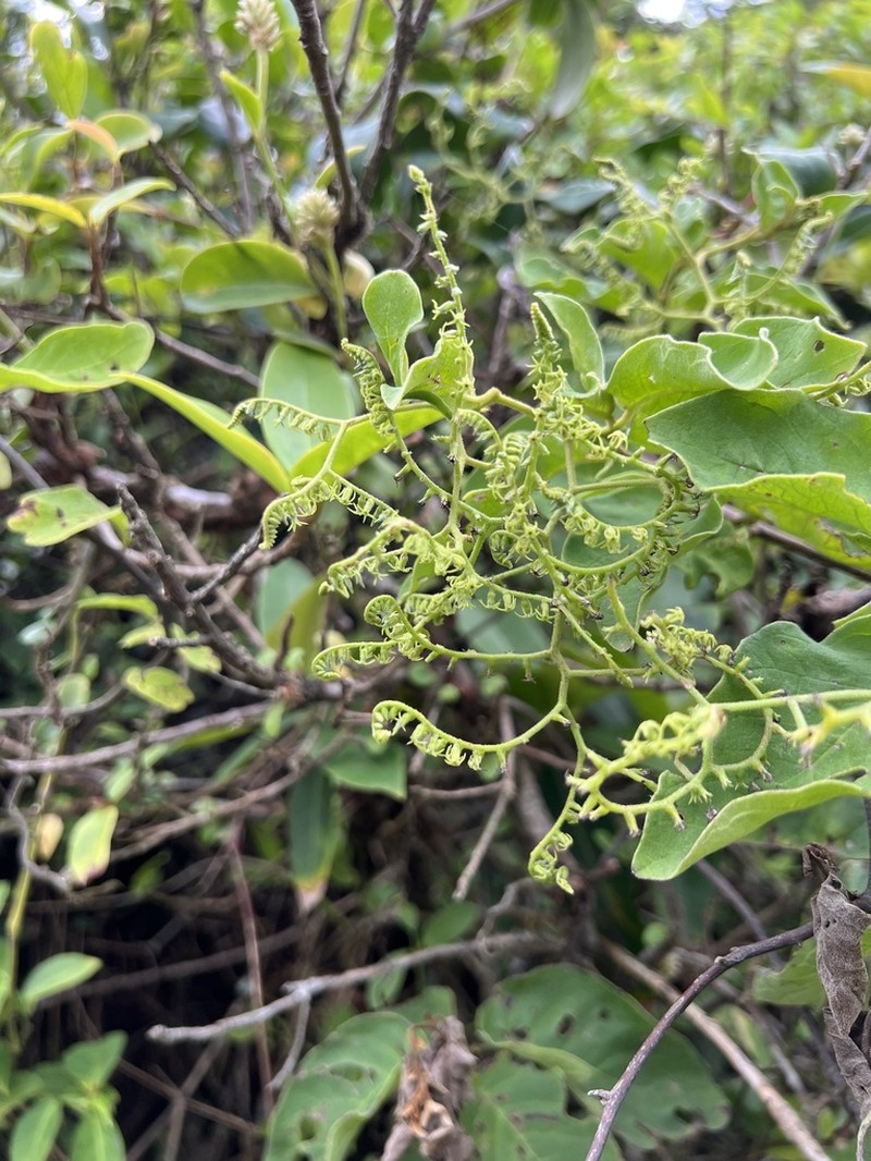 Myriopus membranaceus photo 8