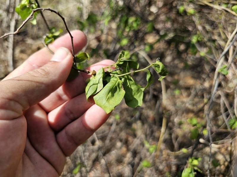 Myriopus microphyllus