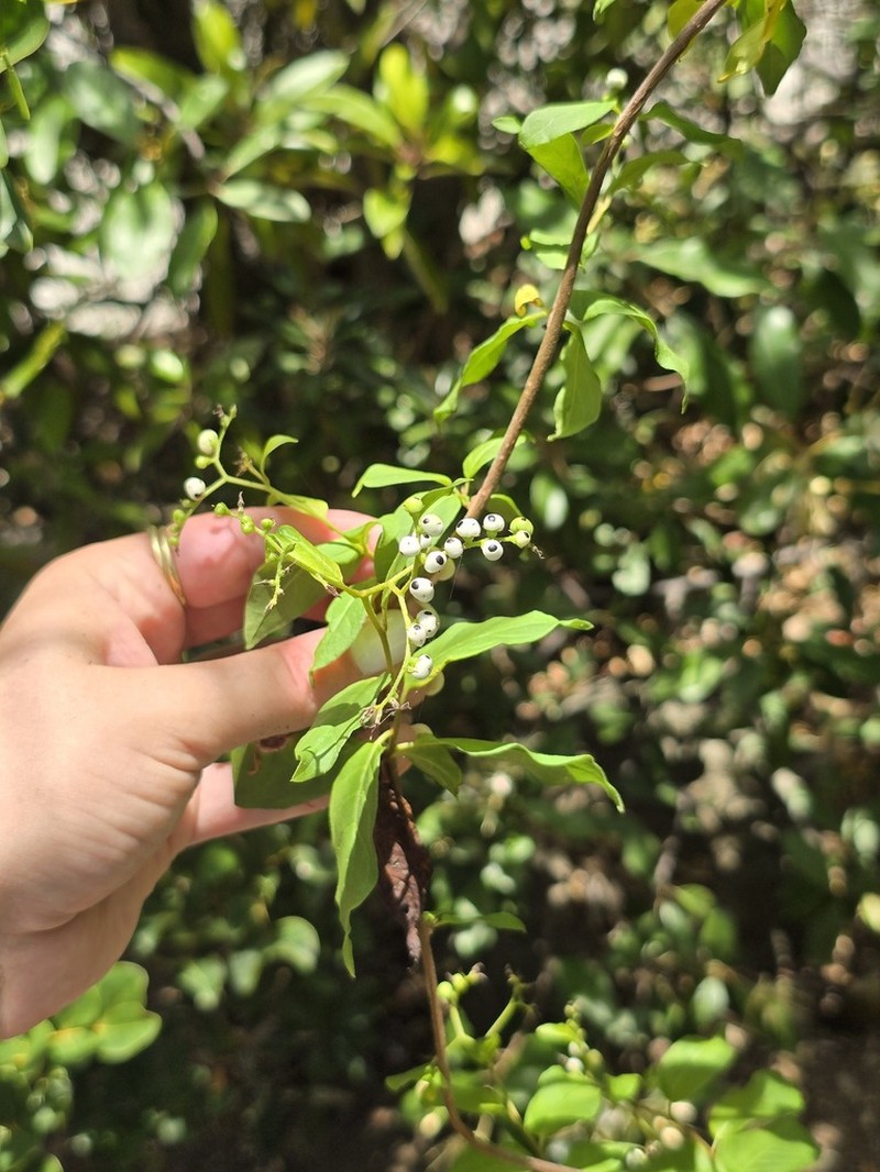 Myriopus microphyllus photo 3