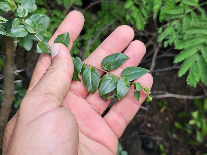 Myriopus microphyllus photo 4