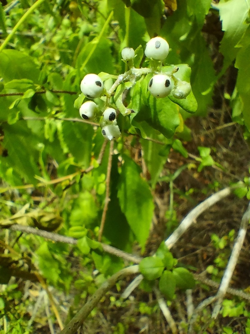 Myriopus microphyllus photo 5