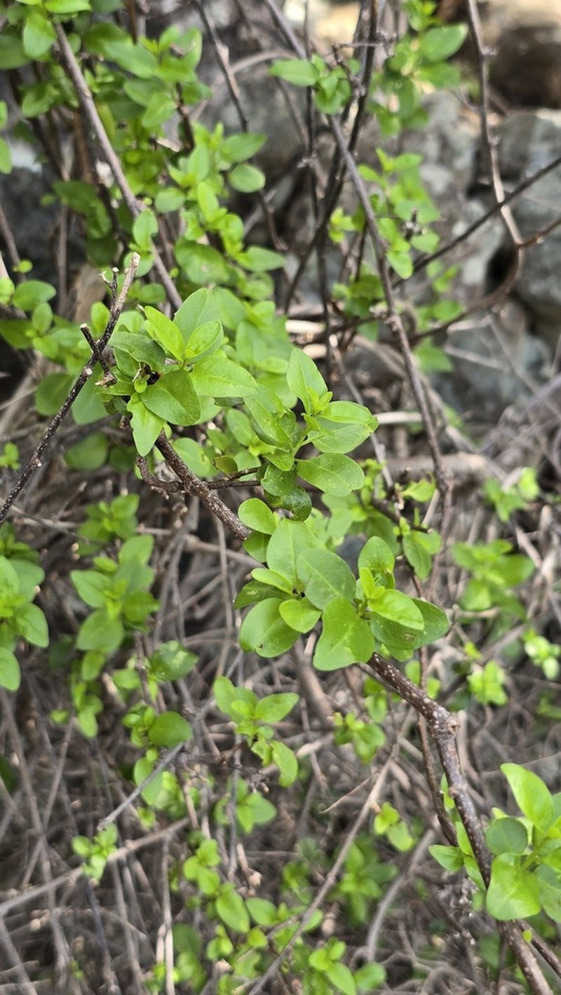 Myriopus microphyllus photo 8