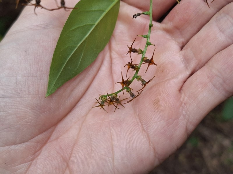 Myriopus rubicundus photo 5