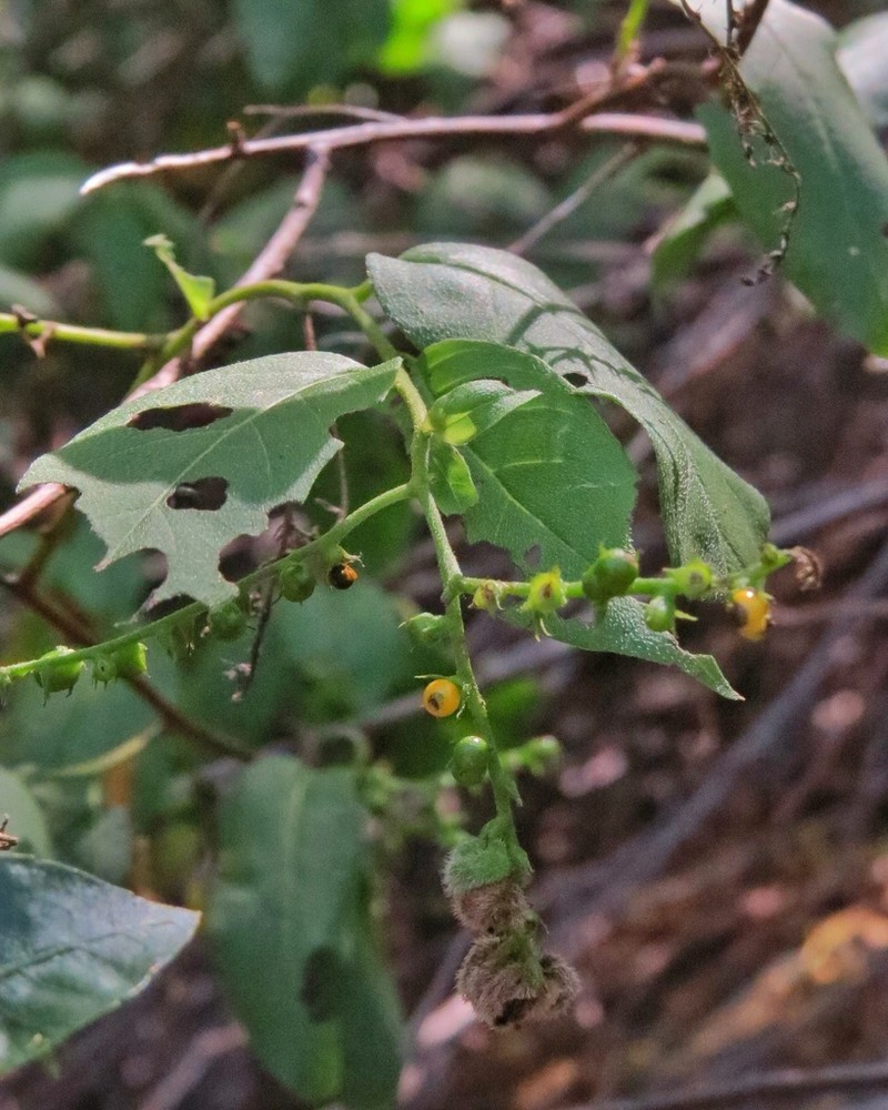 Myriopus rubicundus photo 6
