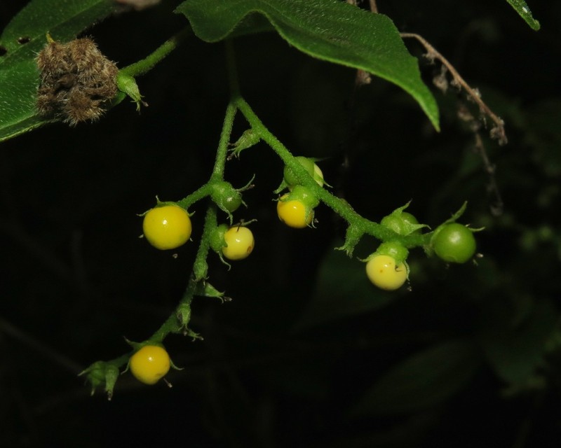 Myriopus rubicundus photo 8
