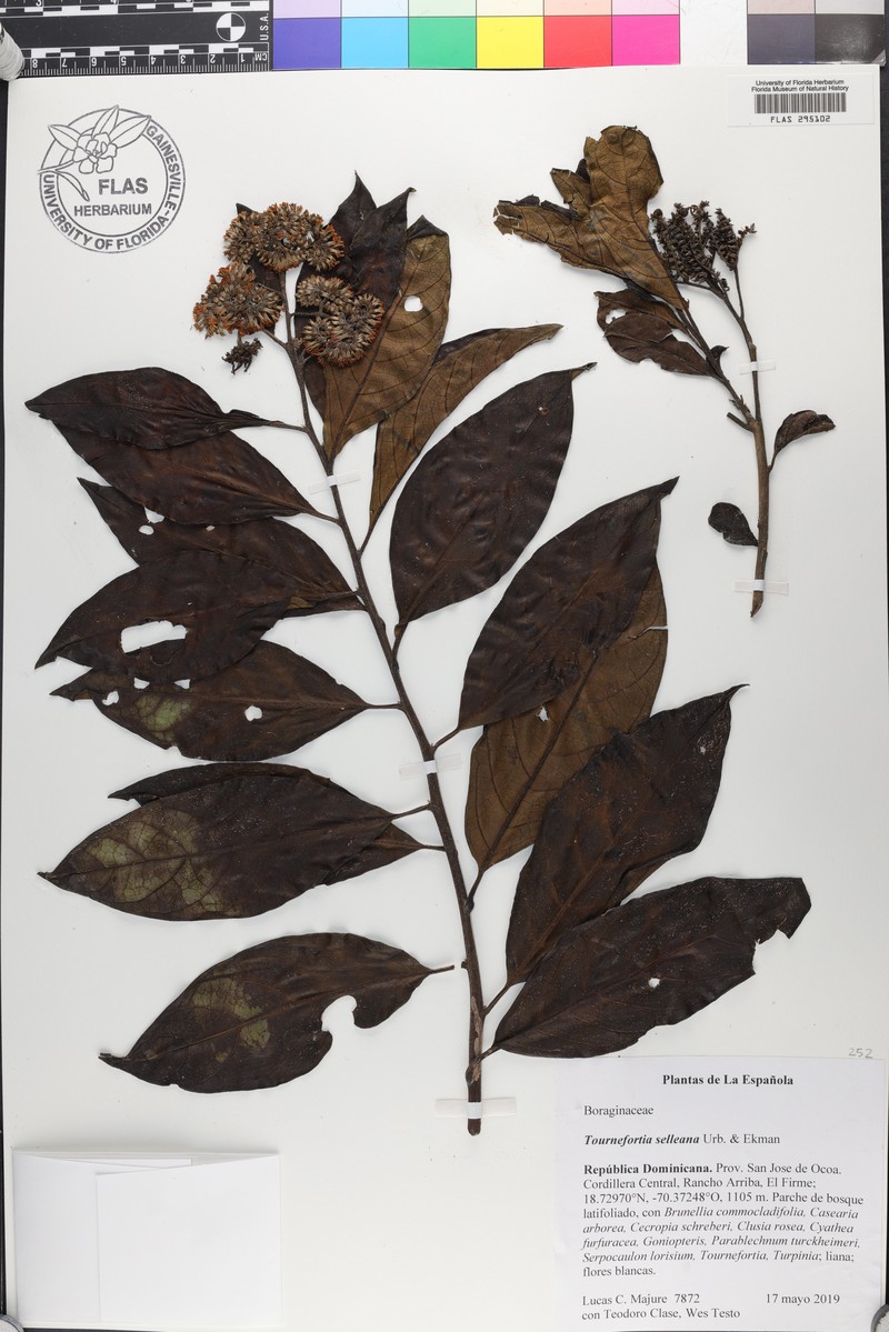 Myriopus selleanus