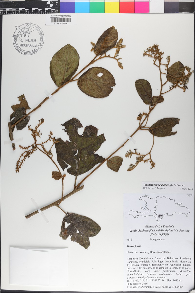 Myriopus selleanus photo 2