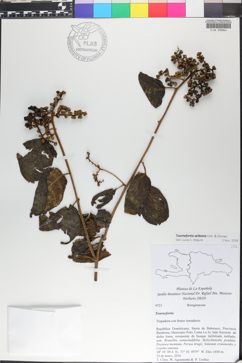 Myriopus selleanus photo 3