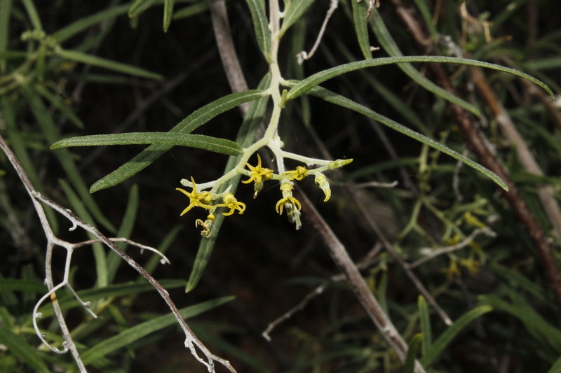 Myriopus stenophyllus