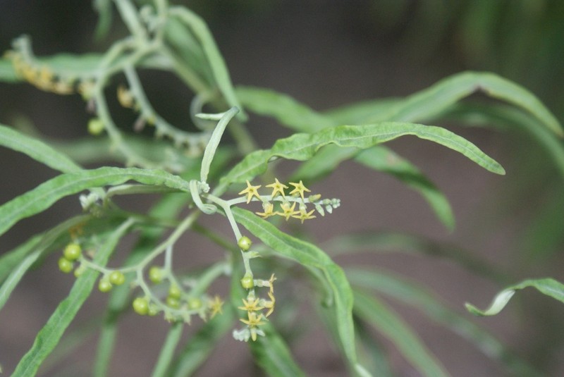 Myriopus stenophyllus photo 3