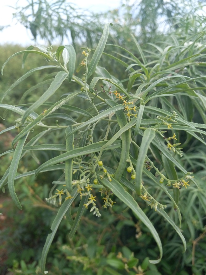 Myriopus stenophyllus photo 5