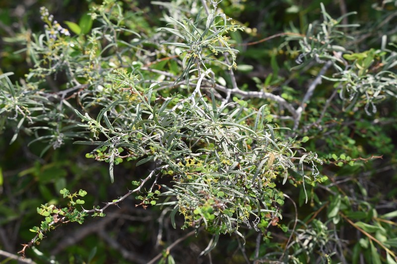 Myriopus stenophyllus photo 6