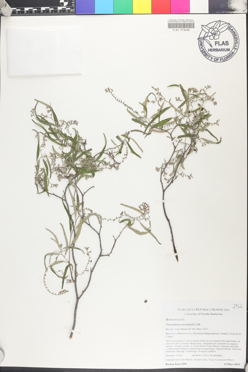Myriopus stenophyllus photo 7
