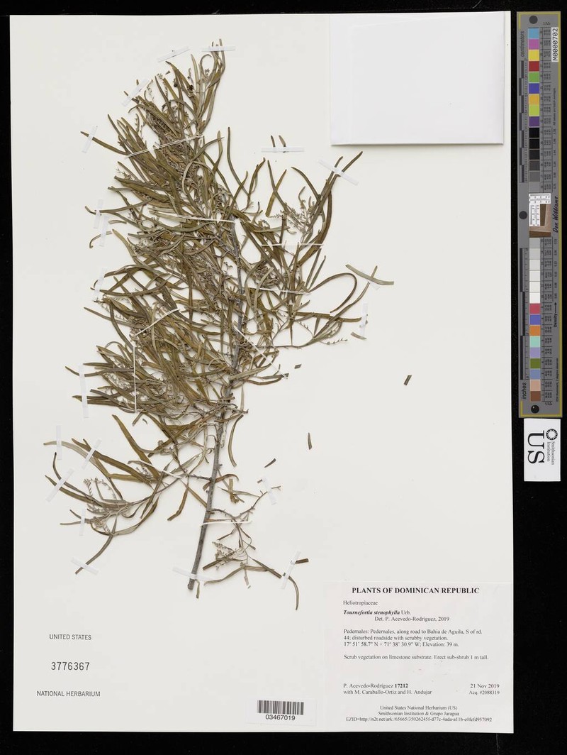 Myriopus stenophyllus photo 8