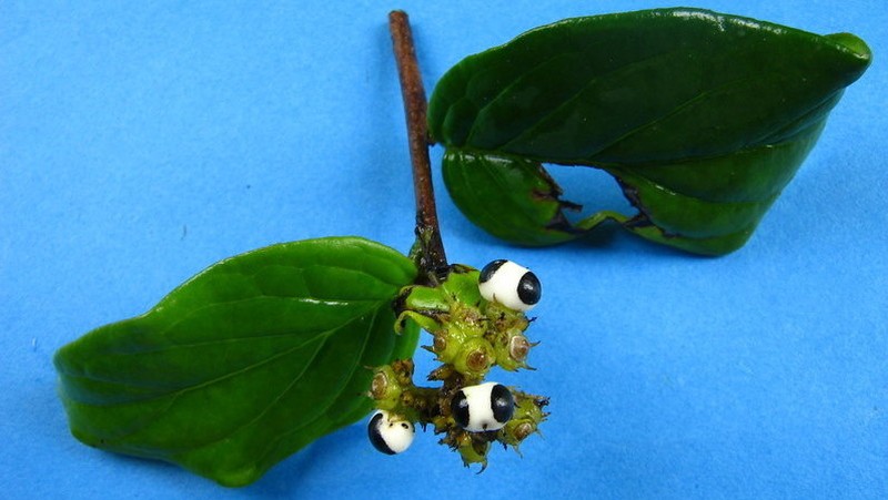 Myriopus subsessilis