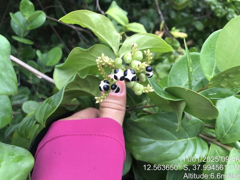 Myriopus subsessilis photo 2
