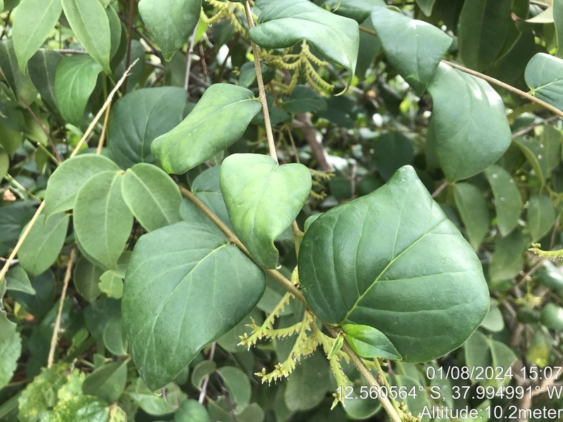 Myriopus subsessilis photo 3
