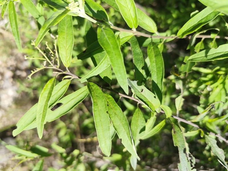 Myriopus suffruticosus photo 3