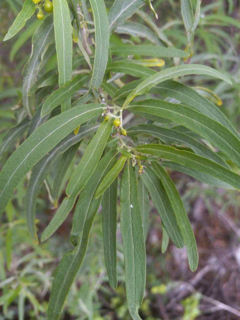 Myriopus suffruticosus photo 5