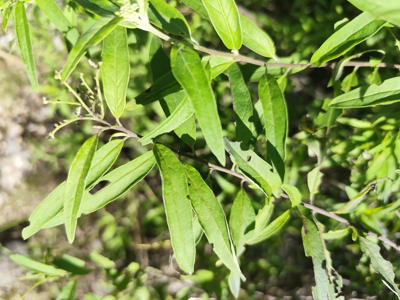 Myriopus suffruticosus photo 6