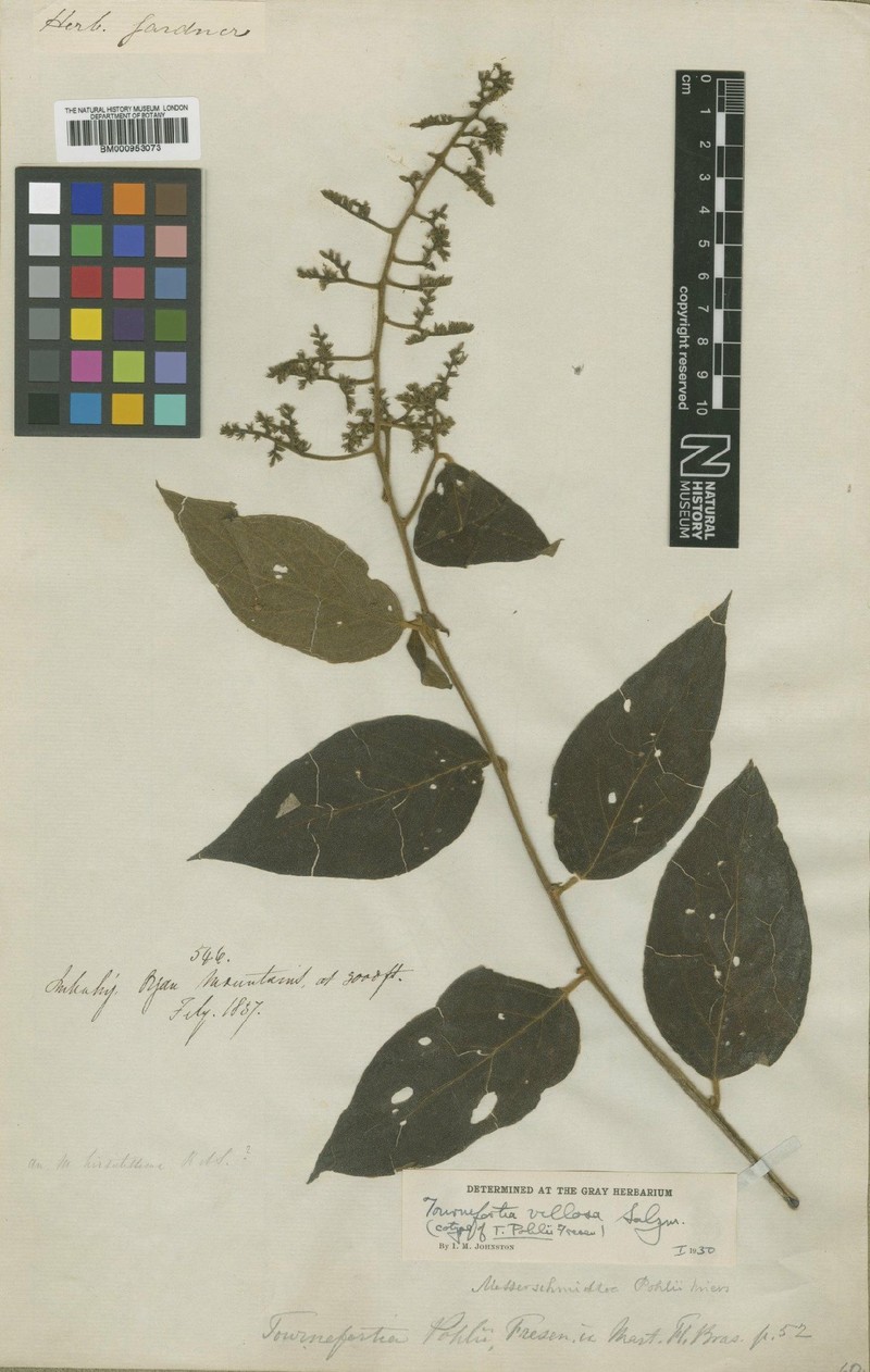 Myriopus villosus