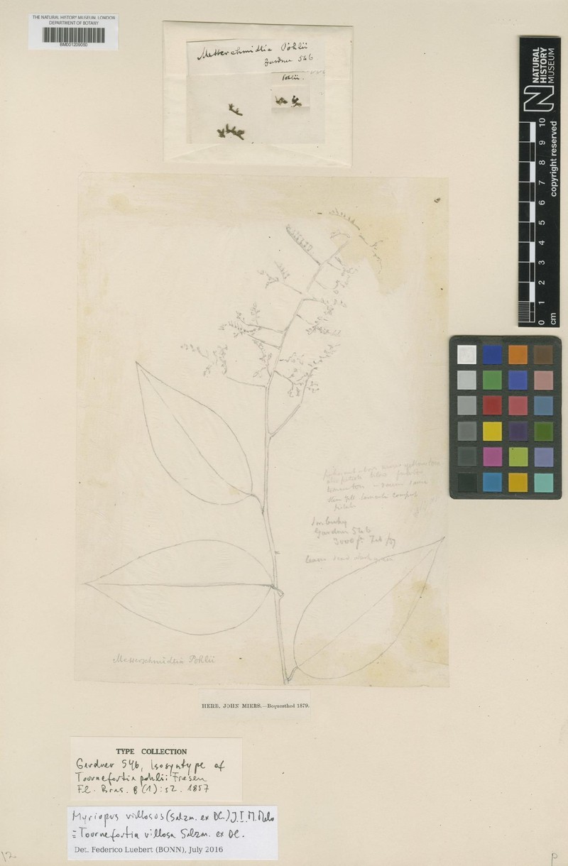 Myriopus villosus photo 2