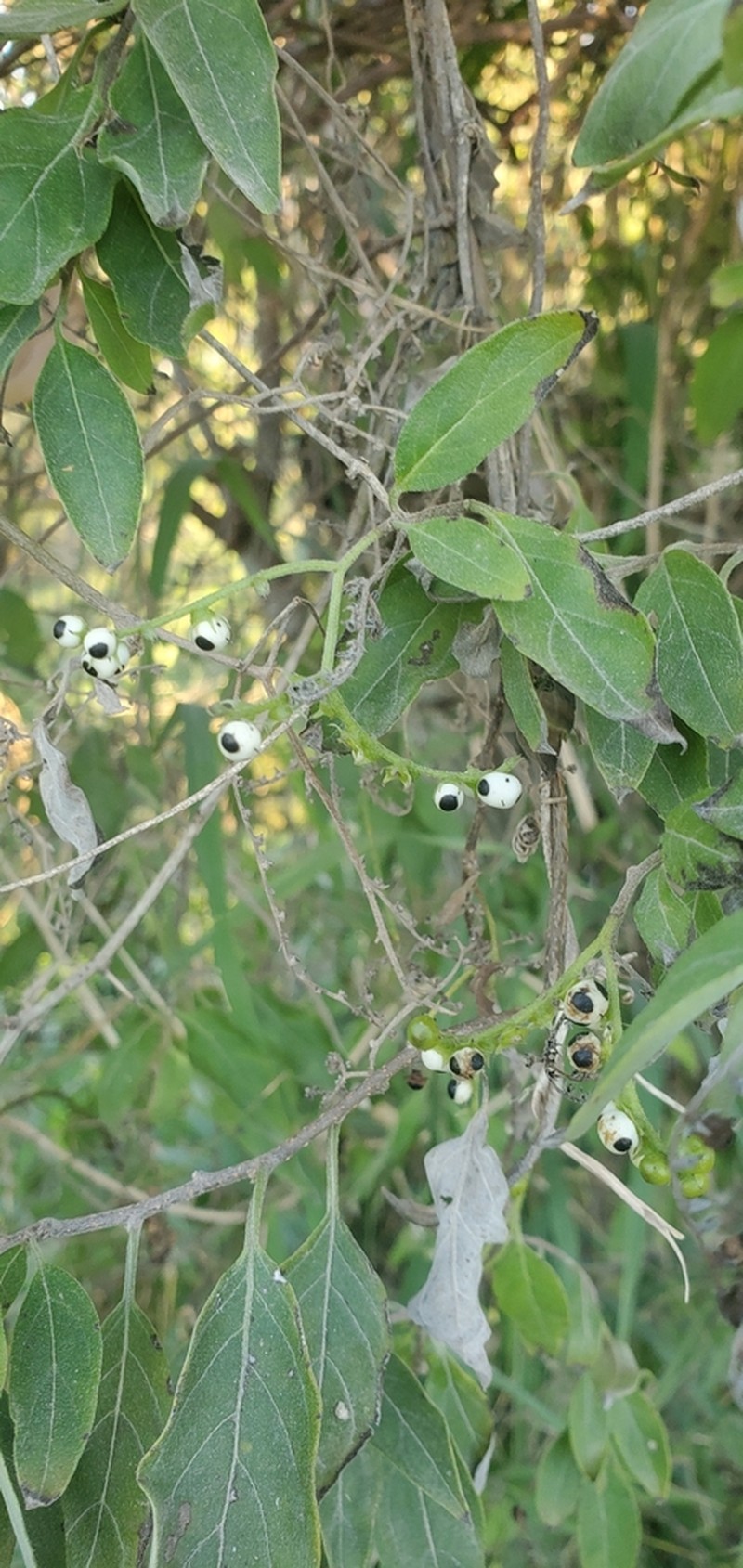 Twining Soldierbush