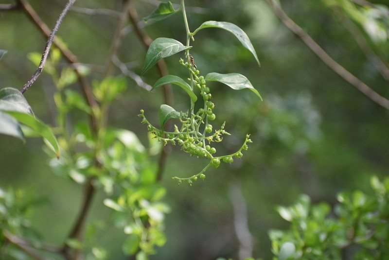 Twining Soldierbush photo 2