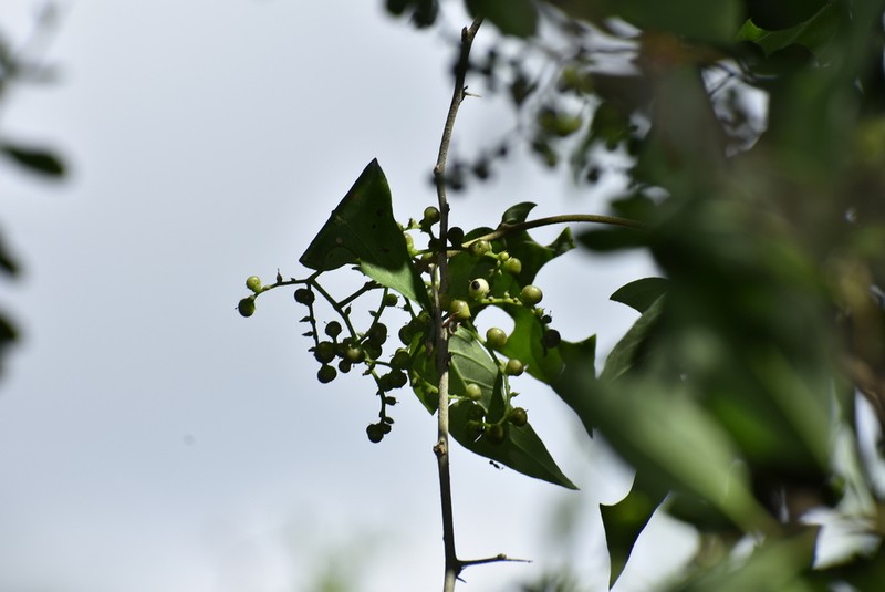 Twining Soldierbush photo 5