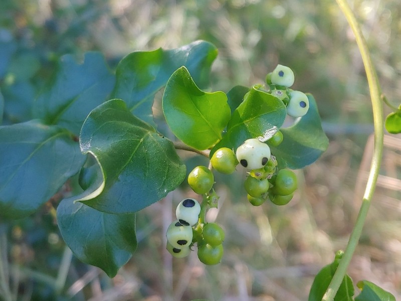 Twining Soldierbush photo 7