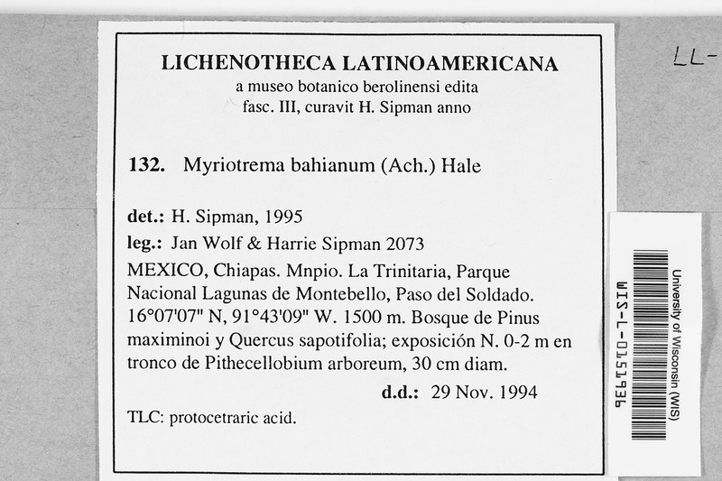 Myriotrema bahianum photo 2