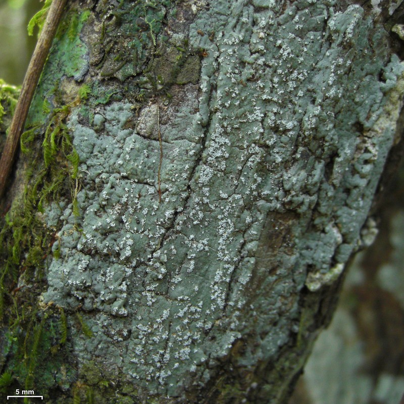 Myriotrema erodens