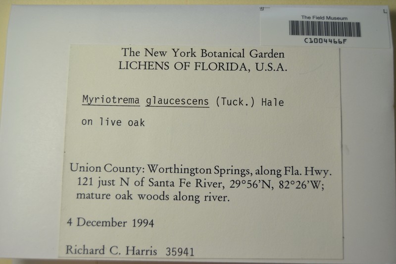 Myriotrema Lichen