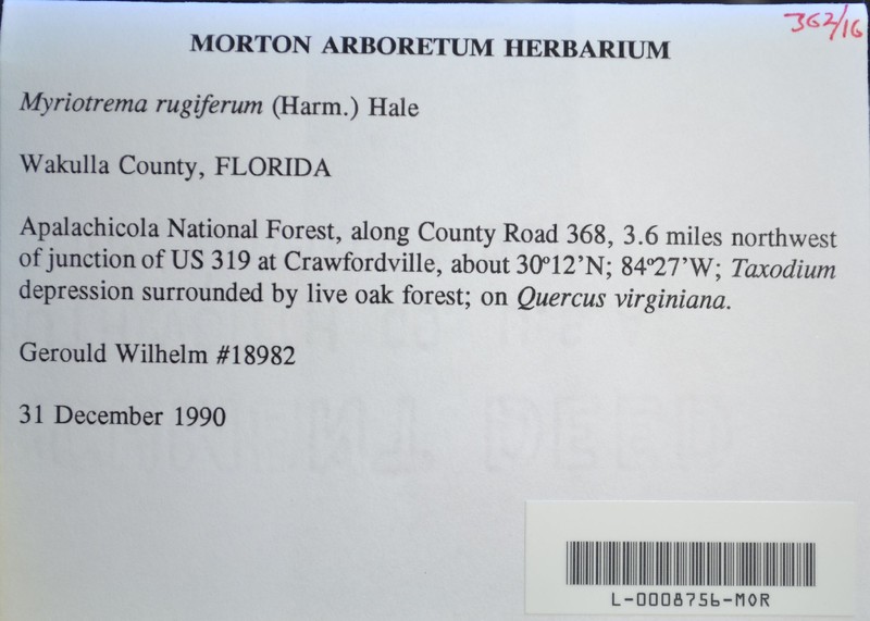 Myriotrema rugiferum photo 2